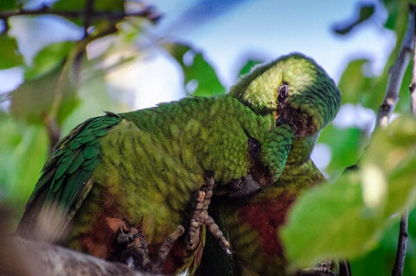 A wild Austral Conures preen each other