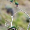 Wild Austral Conures perch in a tree