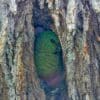 A wild Austral Conure perches in a nest hollow