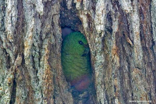 A wild Austral Conure perches in a nest hollow