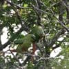 Wild Austral Conures perch in a tree