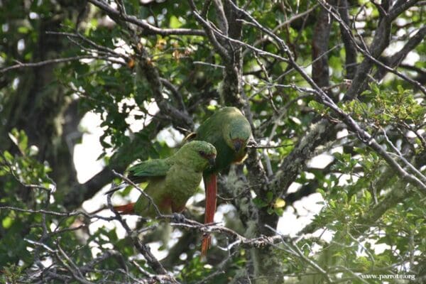 Wild Austral Conures perch in a tree