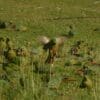 A flock of wild Austral Conures feeds on the ground