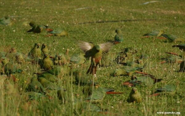 A flock of wild Austral Conures feeds on the ground