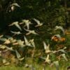 A flock of Austral Conures takes flight