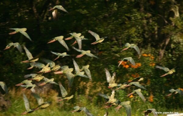 A flock of Austral Conures takes flight