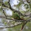 Wild Austral Conures perch in a tree