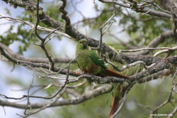 Wild Austral Conures perch in a tree