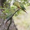 Wild Austral Conures perch on a branch