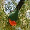 A wild male Australian King Parrot dangles from a leafy branch