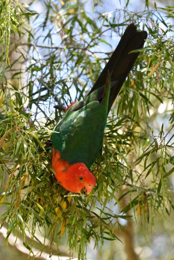 A wild male Australian King Parrot dangles from a leafy branch