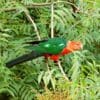 A wild male Australian King Parrot feeds in a leafy tree