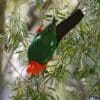 A wild male Australian King Parrot dangles in a leafy tree