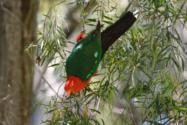 A wild male Australian King Parrot dangles in a leafy tree