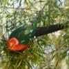 A wild male Australian King Parrot holds a branch in its beak