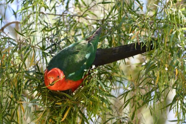 A wild male Australian King Parrot holds a branch in its beak