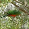 A wild female Australian King Parrot walks along branches