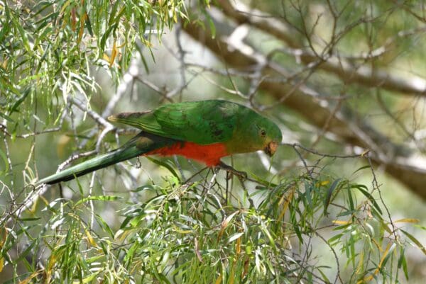 A wild female Australian King Parrot walks along branches