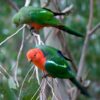 Wild Australian King Parrots, female top and male bottom, perch in a tree