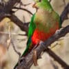 A female wild Australian King Parrot perches in a tree