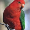 A male Australian King Parrot perches on metal stand