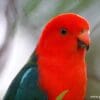 A closeup of a male Australian King Parrot