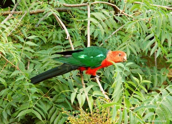 A wild male Australian King Parrot feeds in a leafy tree