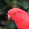 A closeup profile of a male Australian King Parrot