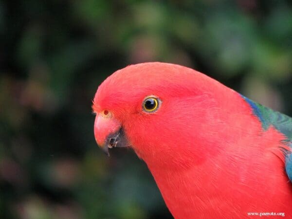 A closeup profile of a male Australian King Parrot