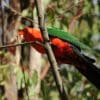 A wild male Australian King Parrot perches on a branch