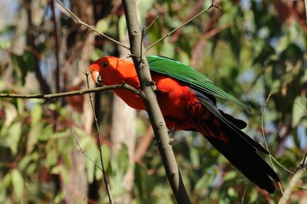 A wild male Australian King Parrot perches on a branch