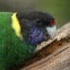 A wild Australian Ringneck, ssp semitorquatus, crawls along a limb