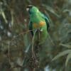 A wild Australian Ringneck, ssp barnardi, perches on a twig