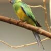 A wild Australian Ringneck, ssp macgillivray, perches on a branch