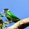 A wild Australian Ringneck, ssp. semitorquatus, perches on a branch