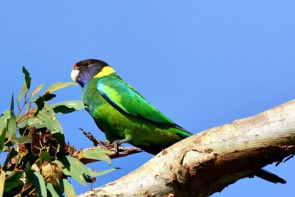 A wild Australian Ringneck, ssp. semitorquatus, perches on a branch