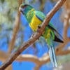 A wild Australian Ringneck, ssp. macgillvray, perches on a branch