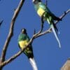 Wild Australian Ringnecks perch in a tree