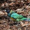 A wild juvenile Australian Ringneck forages on the ground