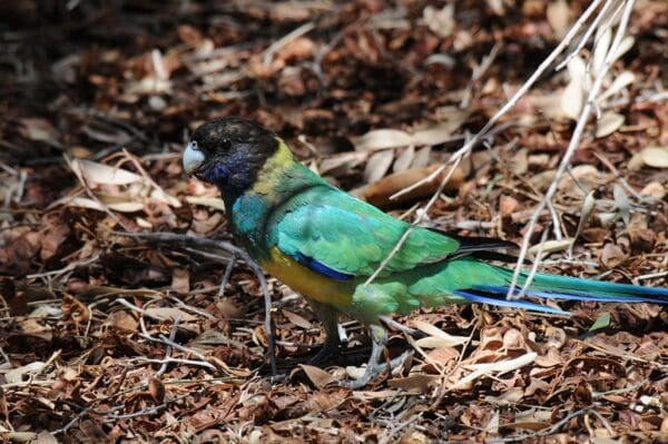 A wild juvenile Australian Ringneck forages on the ground