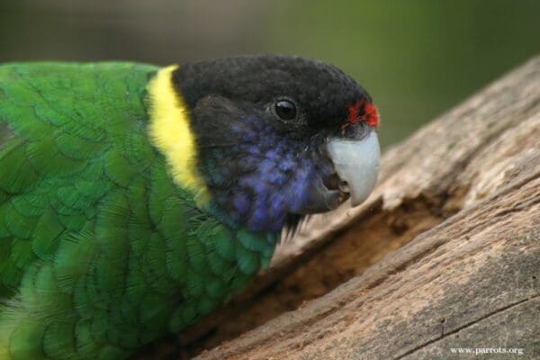 A wild Australian Ringneck, ssp semitorquatus, crawls along a limb