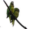 Wild Aztec Conures perch on a limb