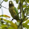 A wild Aztec Conure perches in a leafy tree