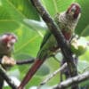 Wild Azuero Conures feed on fruit