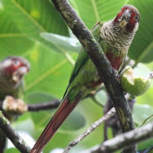 Wild Azuero Conures feed on fruit