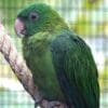 A companion Azure-rumped Parrot perches on a rope