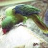 An Azure-rumped Parrot rubs its beak on wood