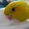 A companion lutino Barred Parakeet snuggles in a towel