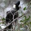 A wild Baudin's Black Cockatoo perches in a tree