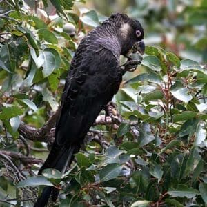 A wild Baudin's Black Cockatoo feeds